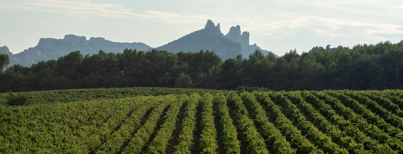 What is AOC wines?