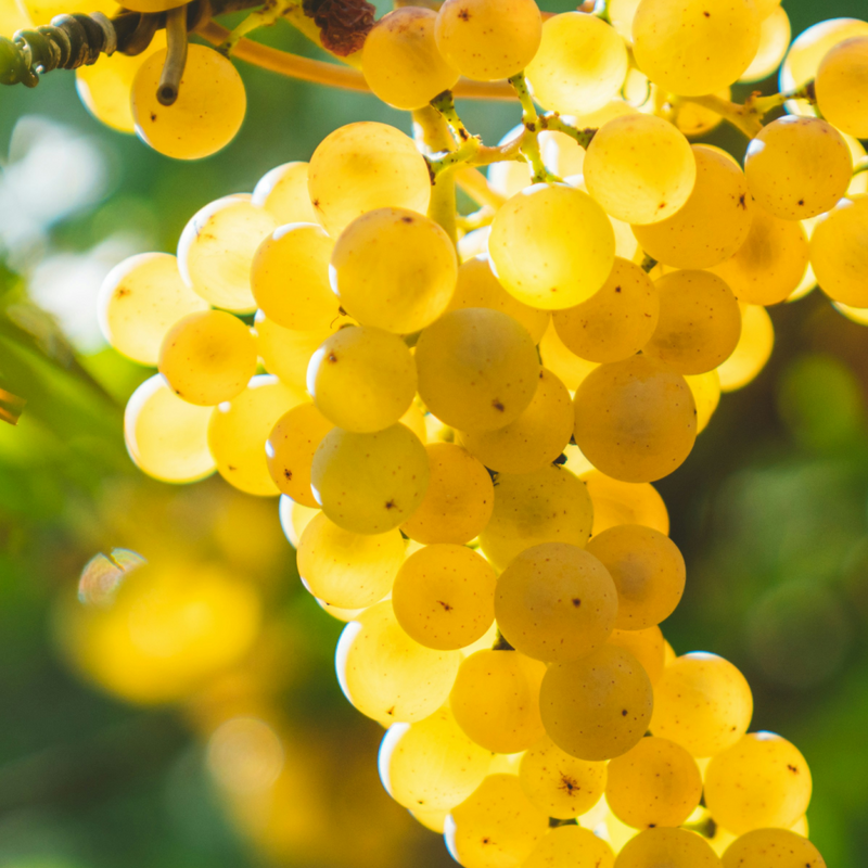 Champagne Wine Explained: Taste, Food Pairings, How to Serve, Best Types & Regions