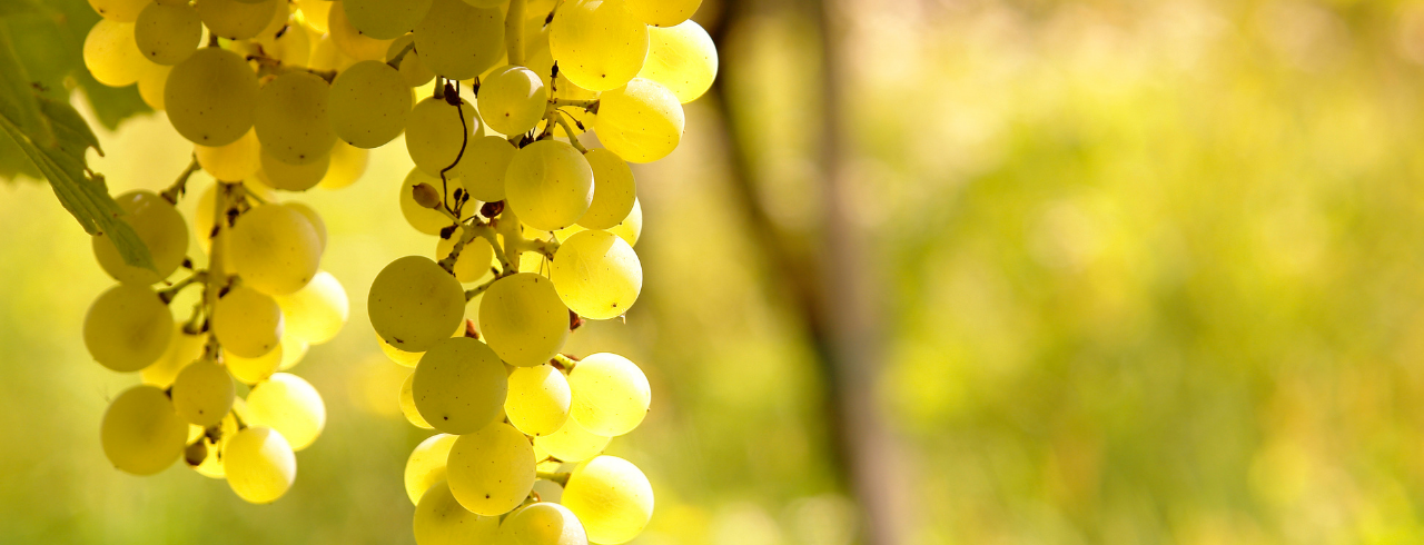 New Zealand Wine Guide