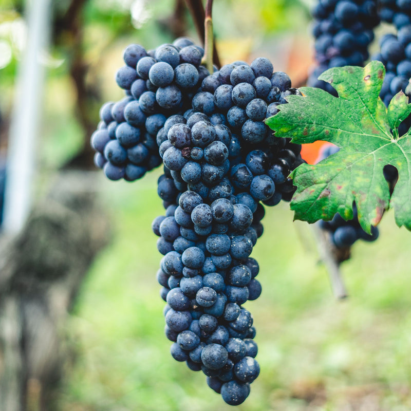Zinfandel Grapes