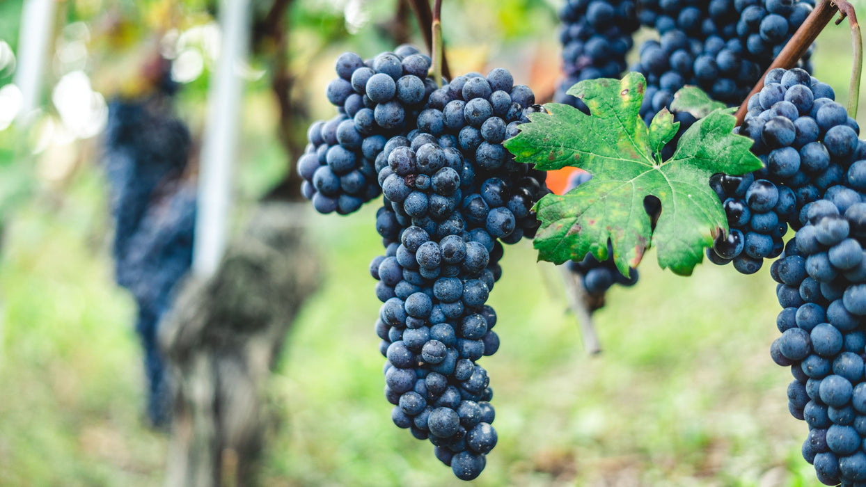 Zinfandel Grapes