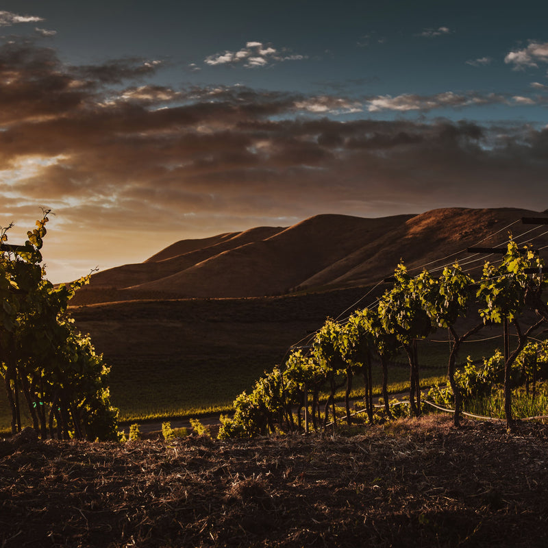 California Wine Valley