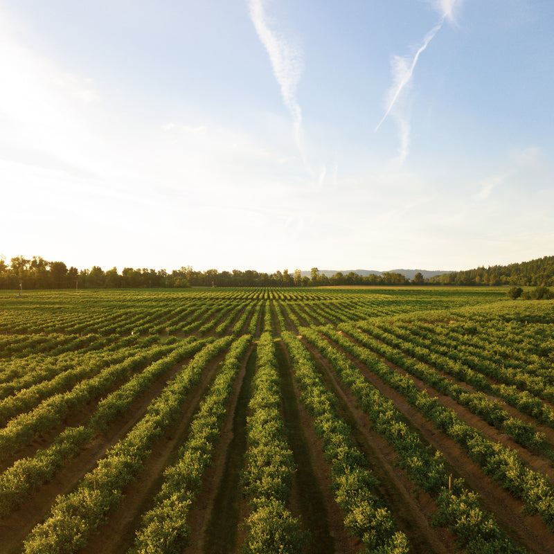 The Ultimate Napa Valley Wine Guide