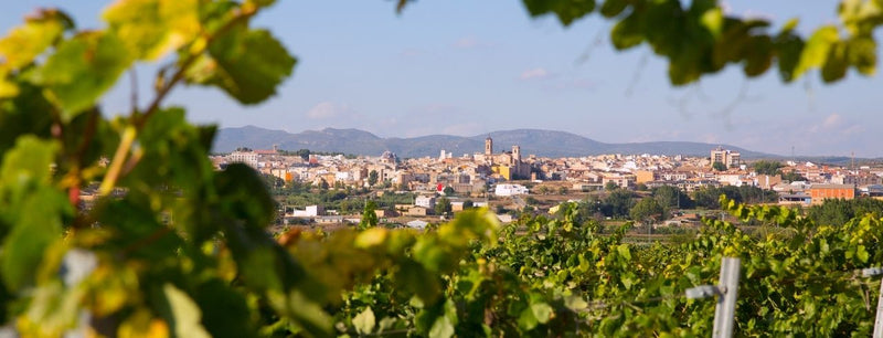 Spanish Wine Guide