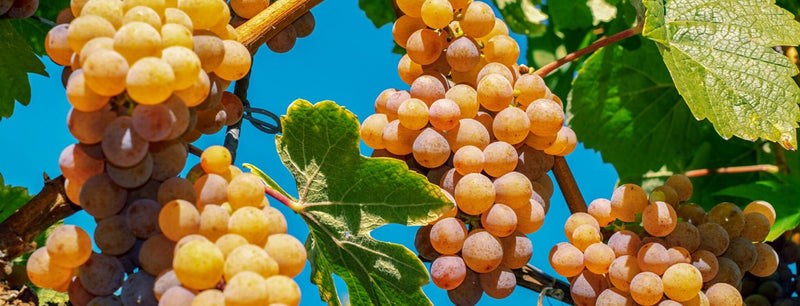 A Comprehensive Guide to Dessert Wine