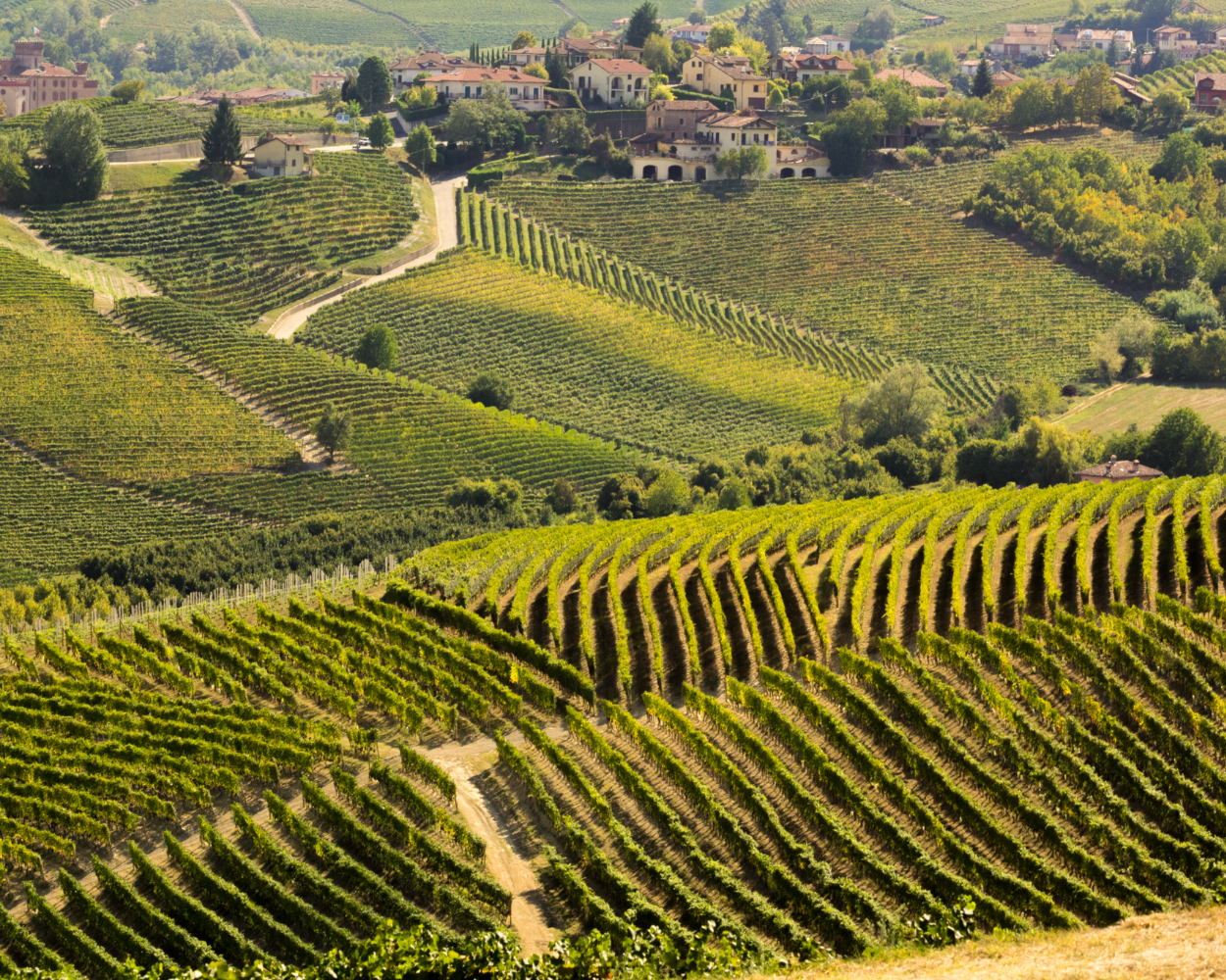A scenic view of rolling vineyards in Italy, representing Wine Insiders’ expertly curated selection of European wines sourced from renowned regions in France, Italy, and beyond.