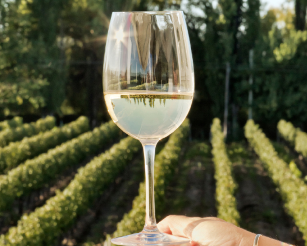 A glass of Riesling held against a backdrop of lush German vineyards, representing Wine Insiders’ curated selection of crisp, aromatic, and refreshing Rieslings from Germany’s finest wine regions.