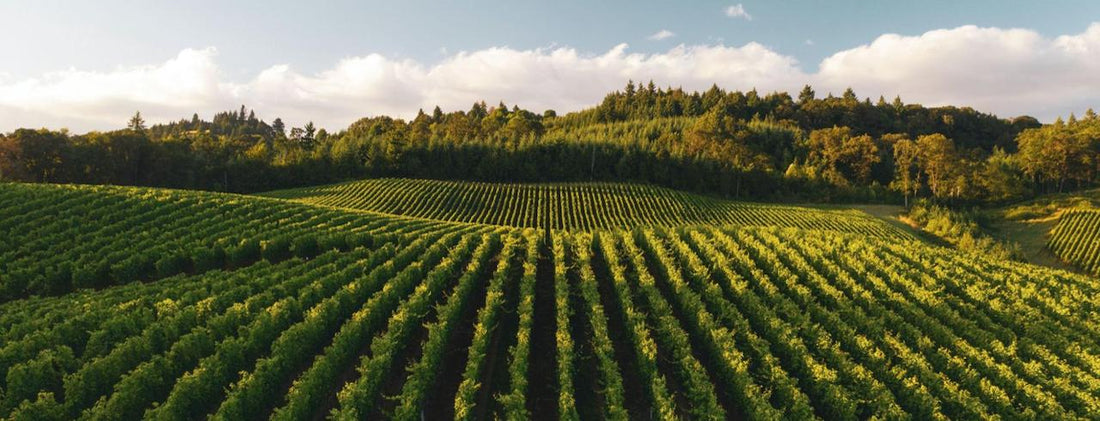 How Climate Impacts Wine