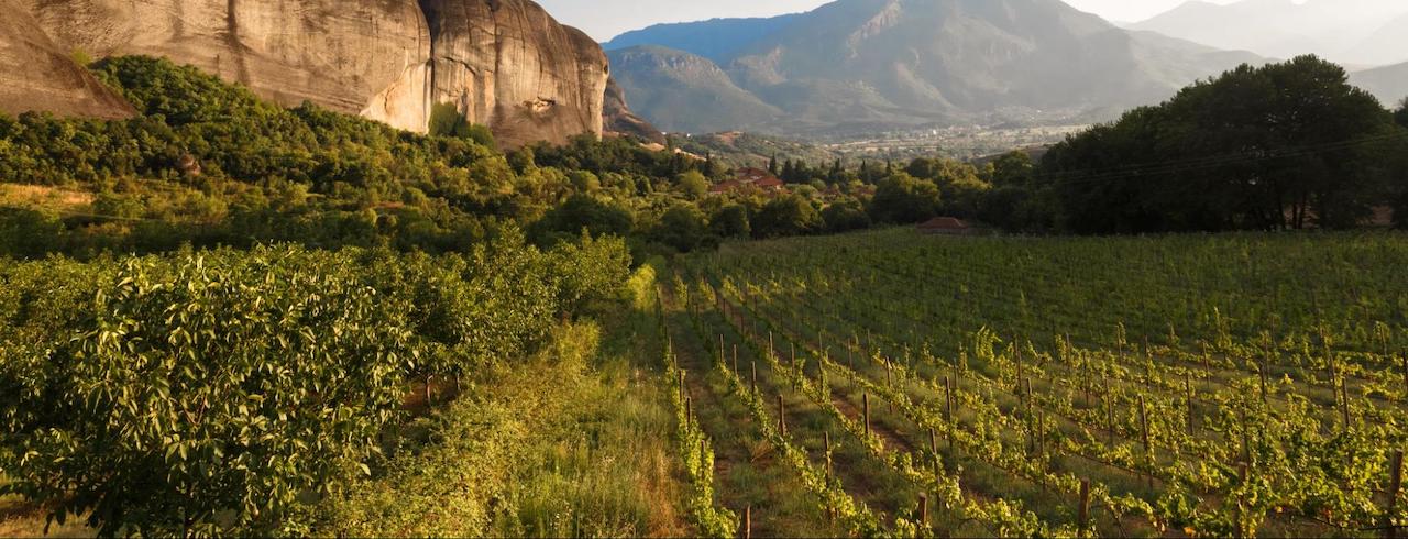 The Ultimate Guide To Greek Wine