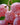 Ice Wine Grapes