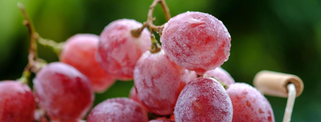Ice Wine Grapes