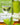 Vouvray Glass