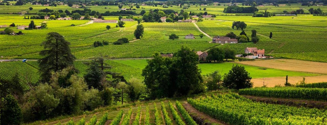 Bordeaux Wine Region