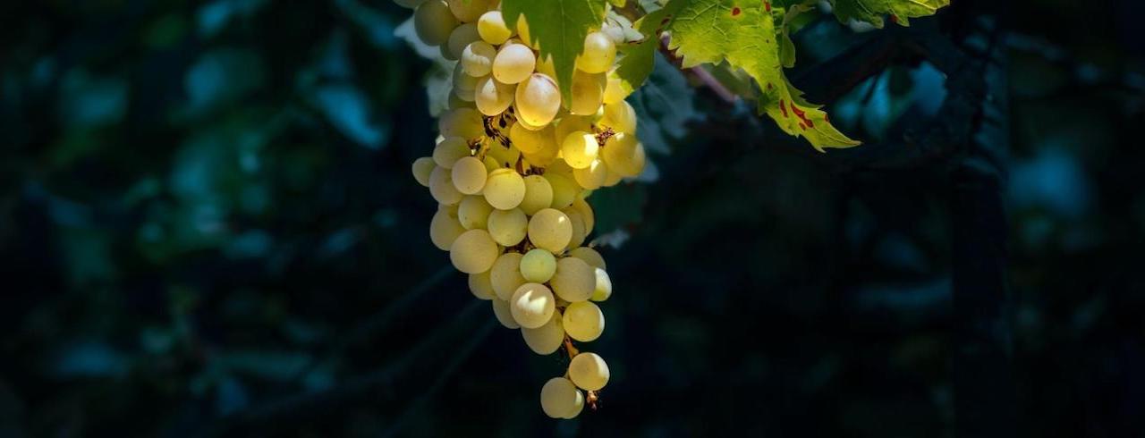 What Is Biodynamic Wine?