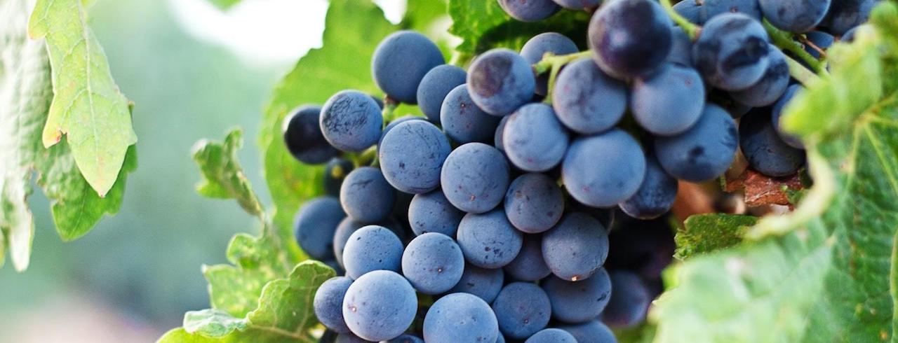 Everything You Need to Know About Tempranillo Wine