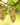 Unpacking Trebbiano: A White Wine and Cognac Grape