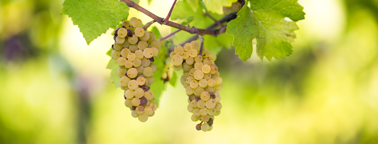 Unpacking Trebbiano: A White Wine and Cognac Grape