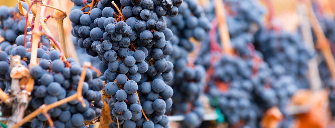 Australian wine guide