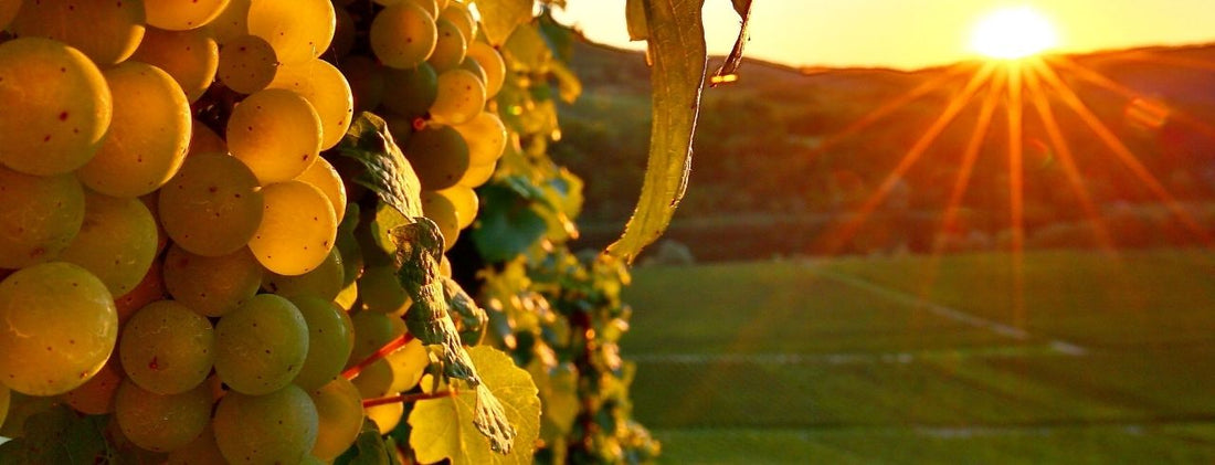 Austrian wine guide