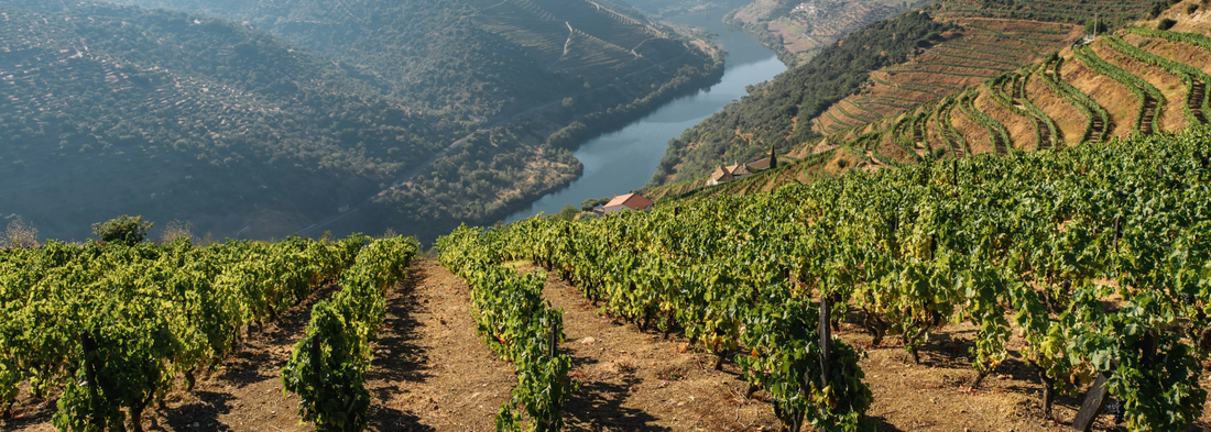 Semi-Sweet Red Wine Explained: Taste, Food Pairings, How to Serve, Best Types & Regions