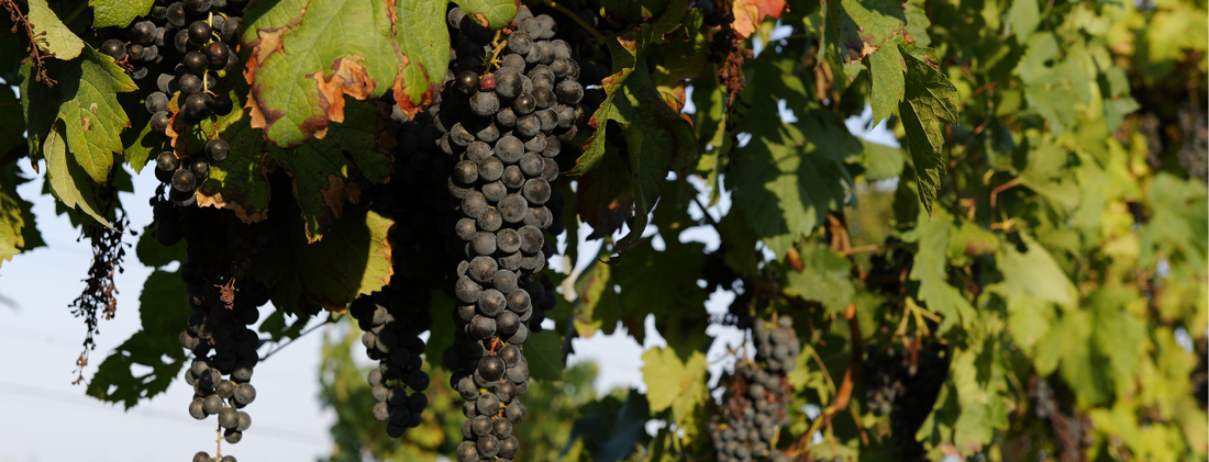 Chinese wine guide