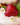 Geoffrey Zakarian's Strawberry Shortcakes