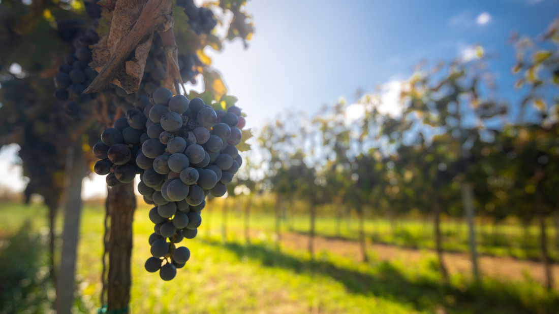 What is Cabernet Franc?
