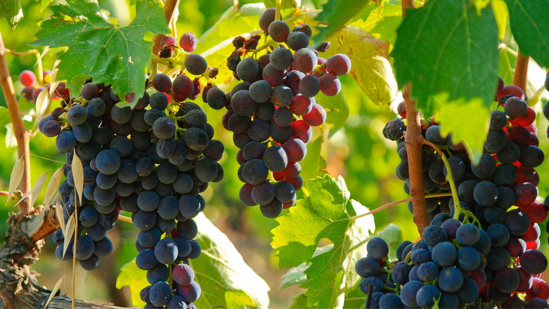 What is Brunello di Montalcino?