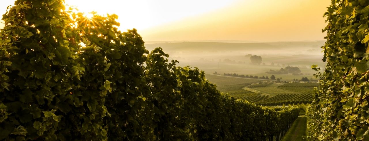 What Makes Wine Sustainable?