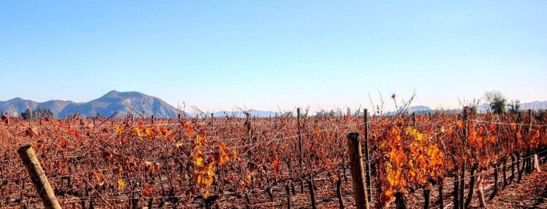 What Is Carménère Wine?