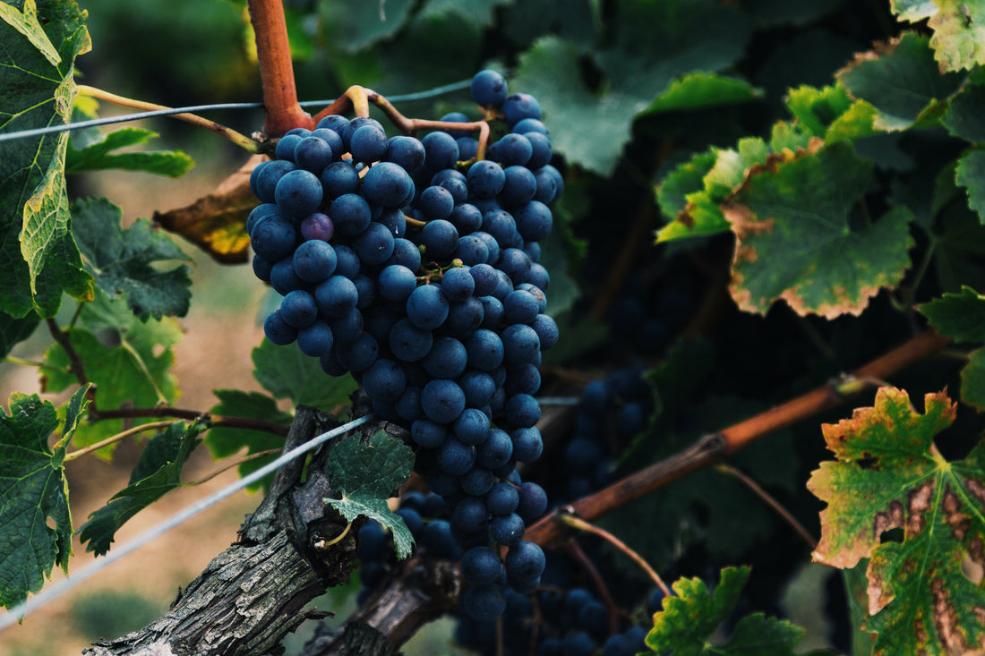 Petite Verdot Grapes in Valley