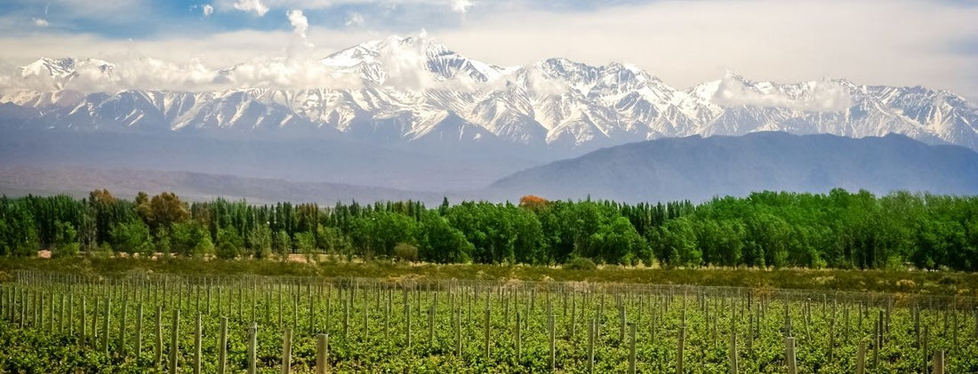 Argentina Wine Guide