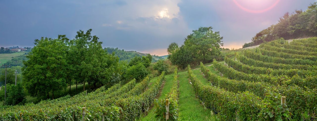 What is Barbera Wine?