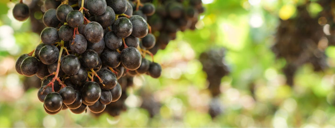 What is Blaufrankisch wine?