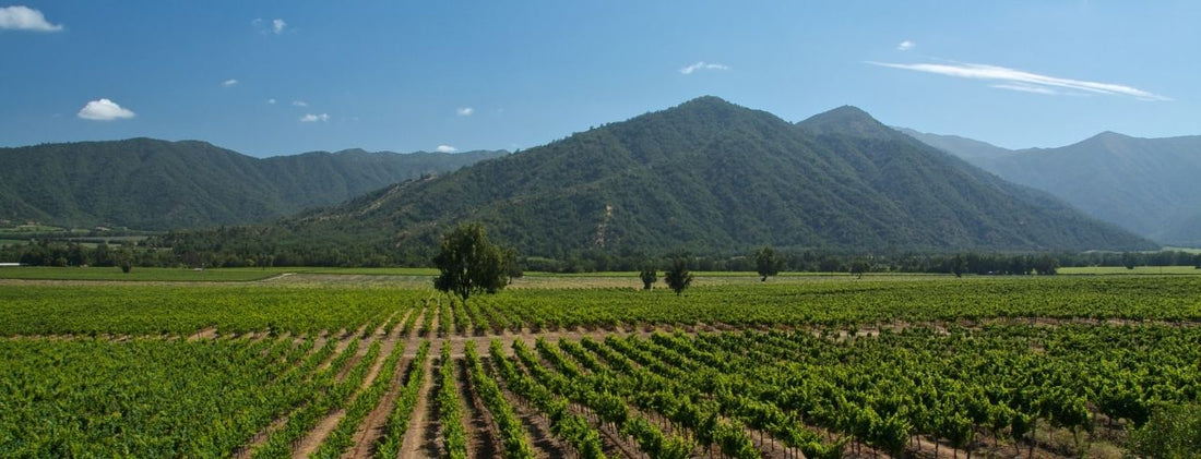 Chilean wine regions. 