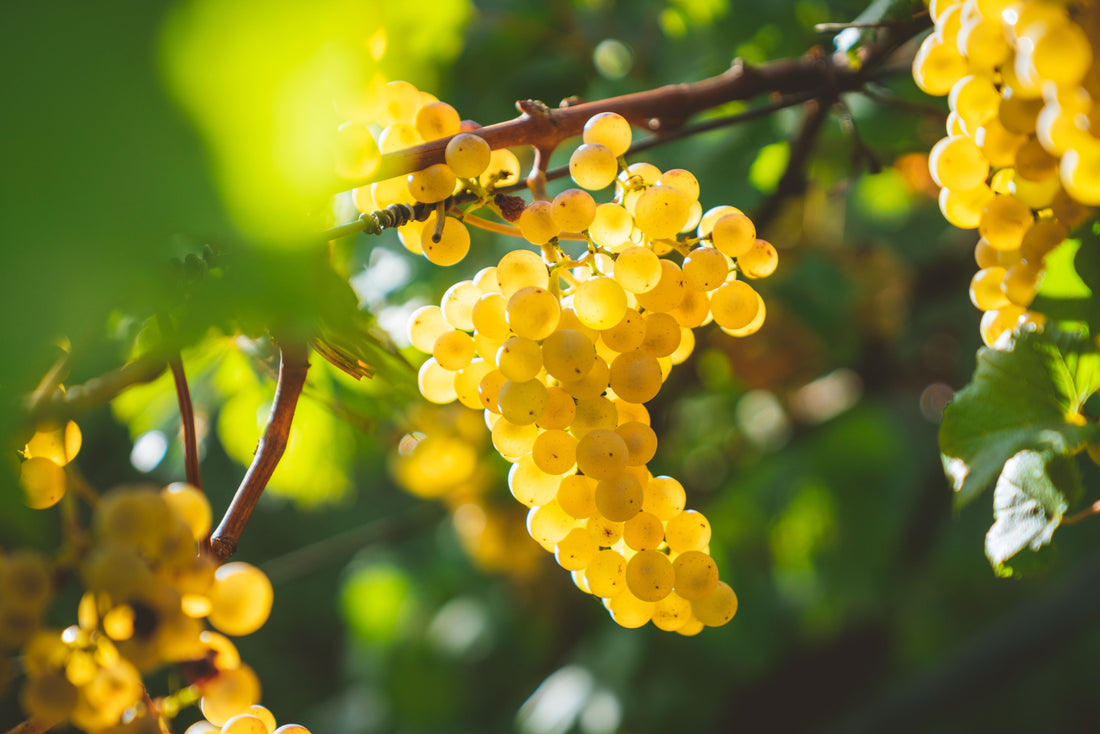 Falanghia Wine Grapes
