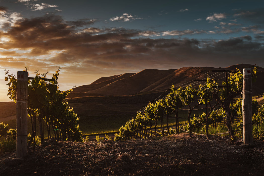 California Wine Valley