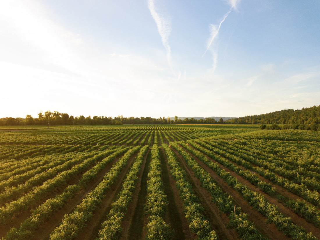 Napa Valley Wine: A Complete Guide to America’s Most Celebrated Wine Region