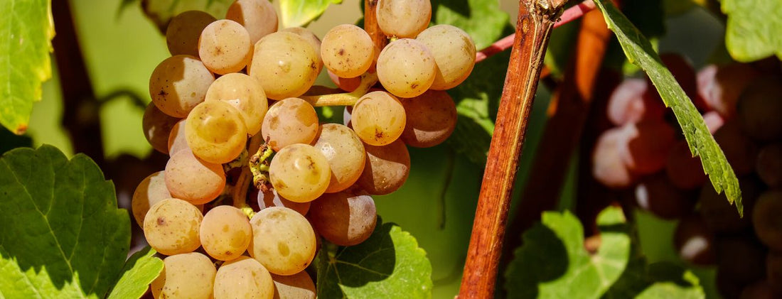What is Gewurztraminer wine?