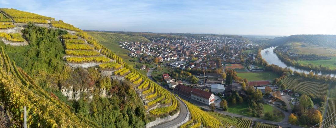 What is Gruner Veltliner?