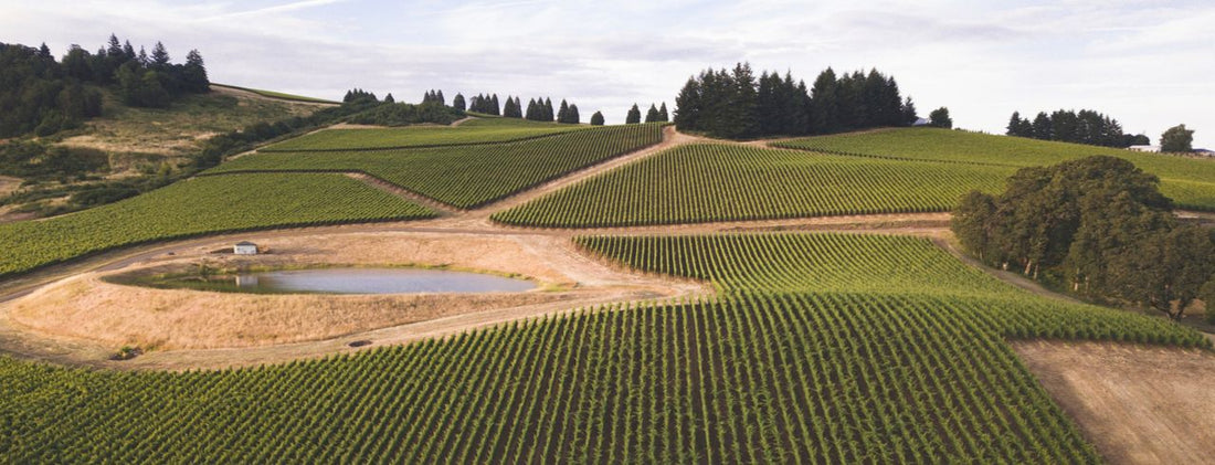 What is Merlot wine?