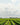 What is Nebbiolo wine?