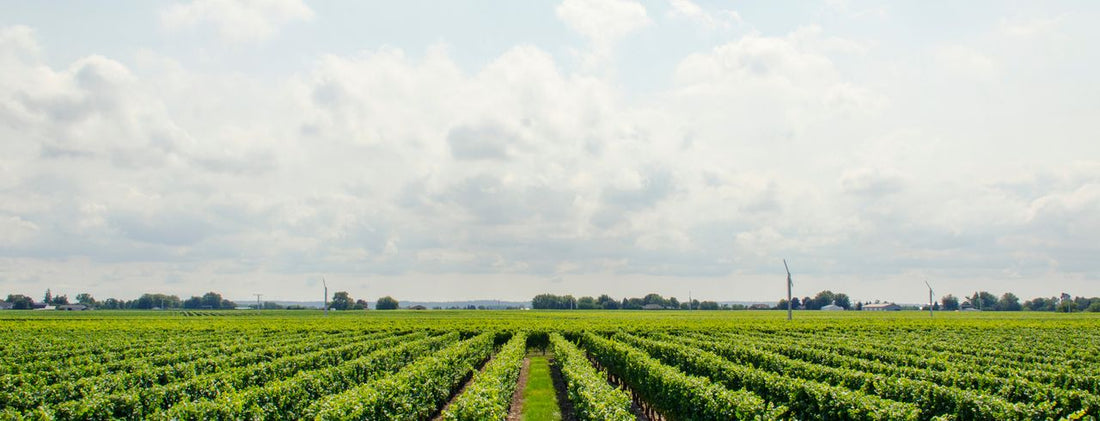 What is Nebbiolo wine?