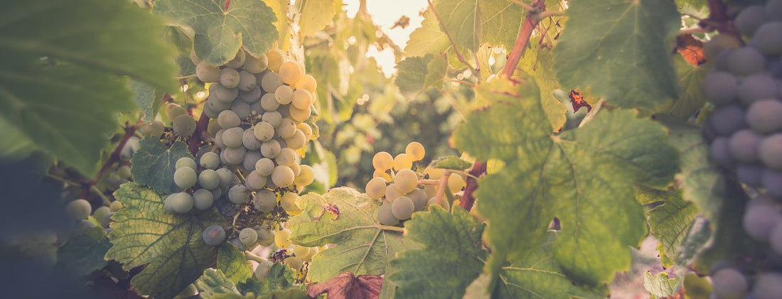 What is Rueda Verdejo wine?