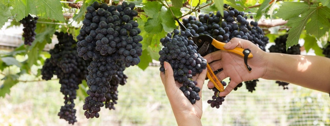 what is sustainable wine?