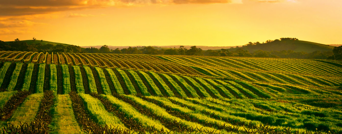 Top Wine Regions in the World
