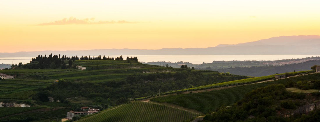 What is Valpolicella wine?