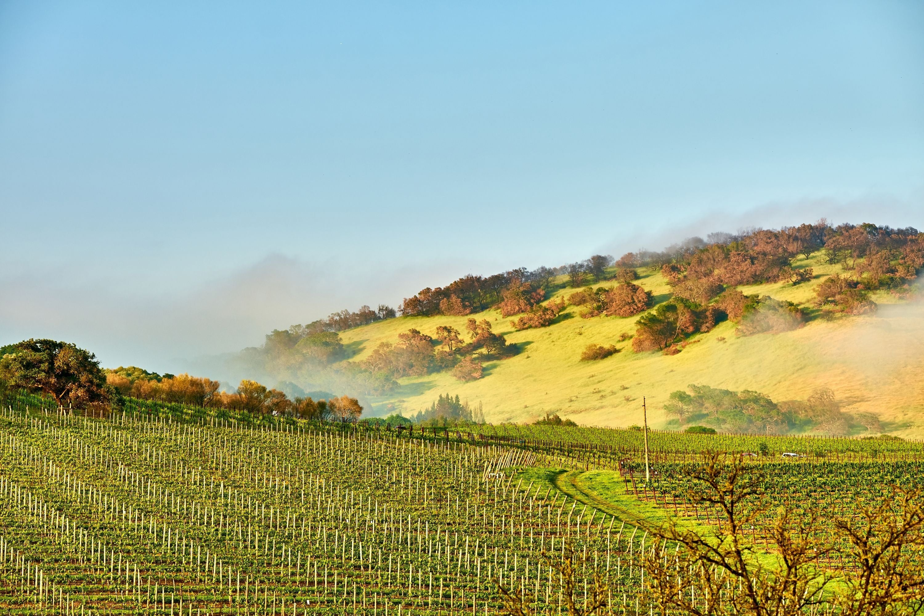 Shop Wines from United States