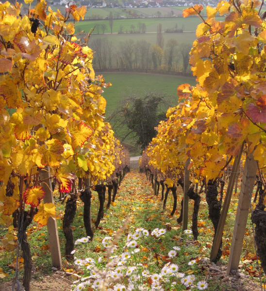 scenic view of vineyard