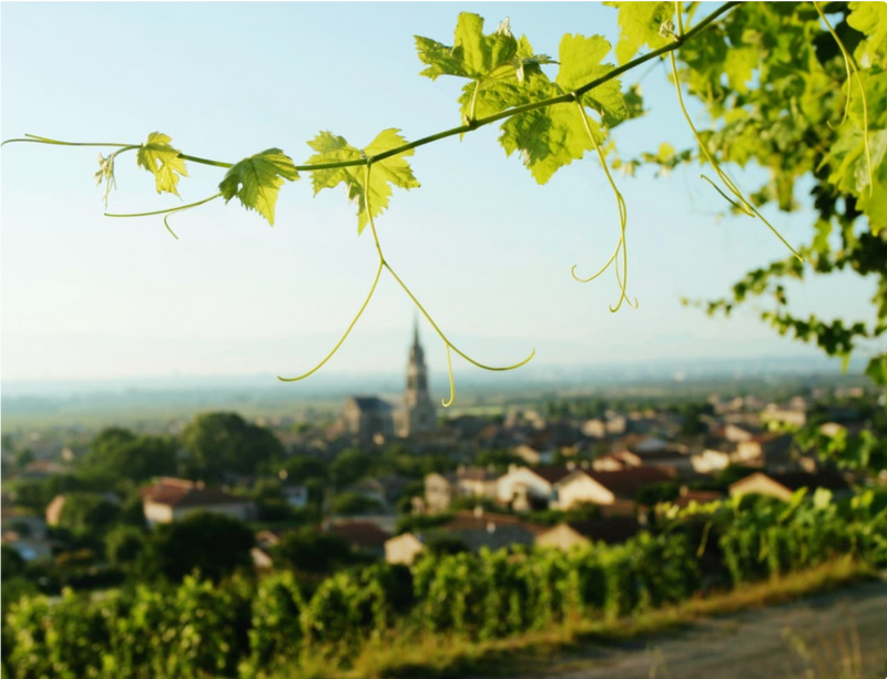 scenic view of vineyard